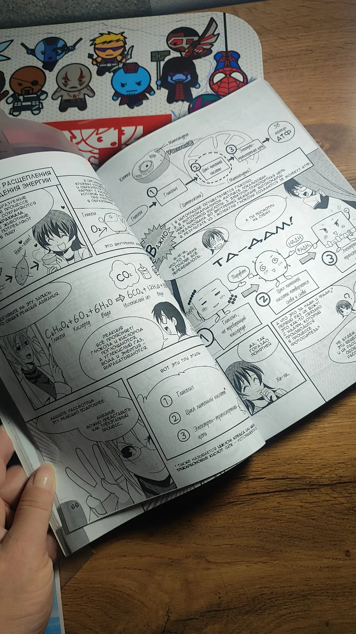 Манга для сдачи экзамена | Сетка — социальная сеть от hh.ru