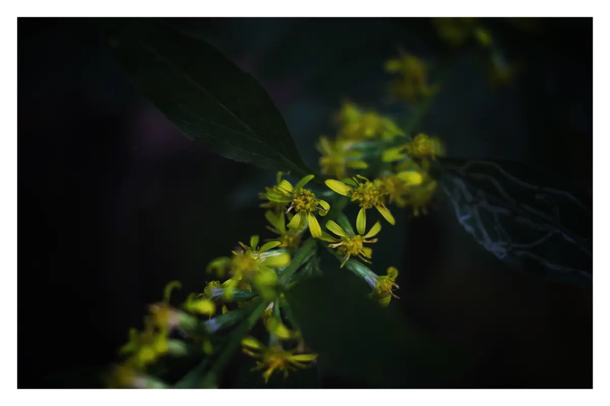 Canon 40mm F2.8 | Сетка — социальная сеть от hh.ru