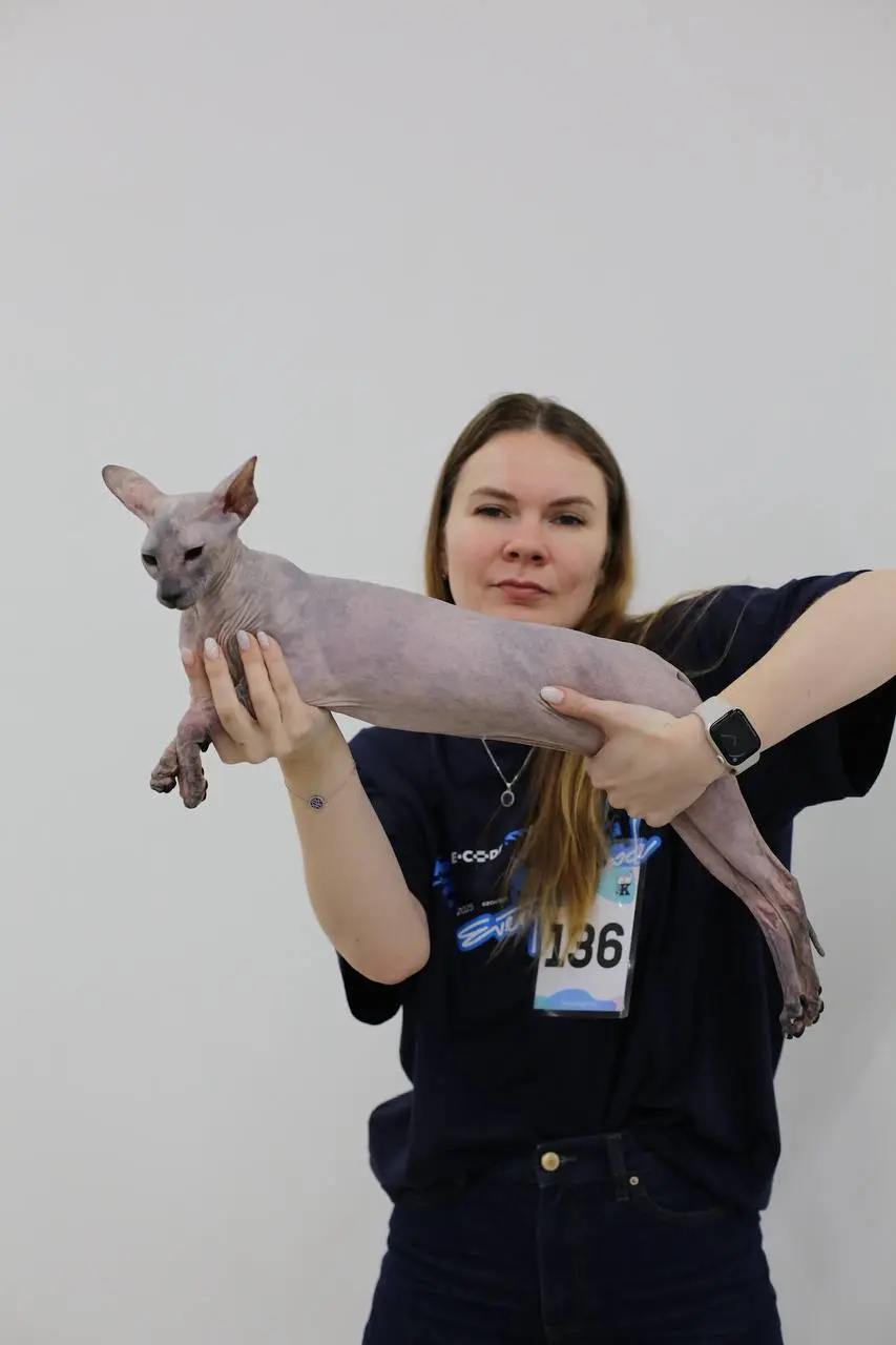 Выставка кошек, наши Петерболды (Петербургские Сфинксы).
Илона и Купава, 2 дня позади) | Сетка — социальная сеть от hh.ru