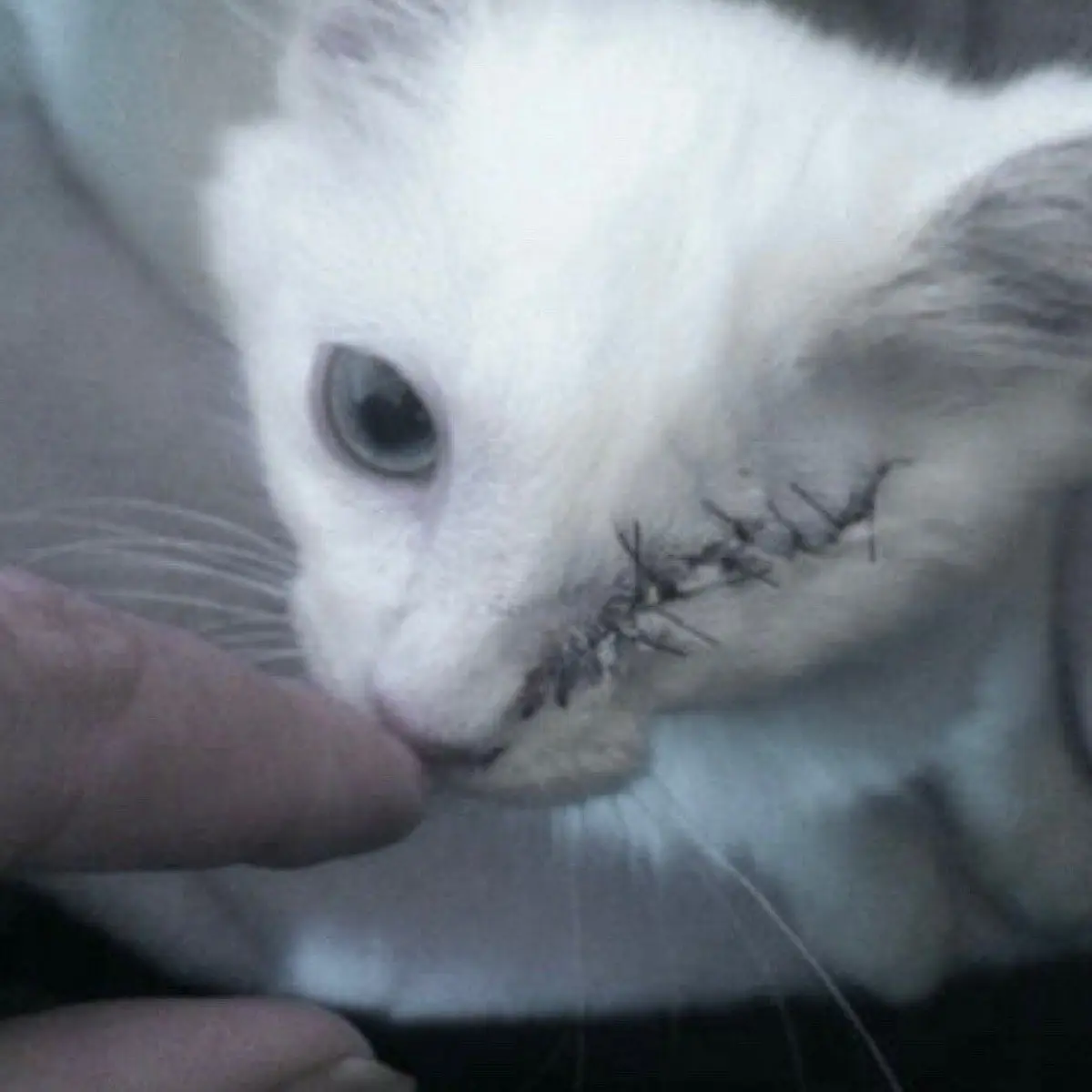 Владислав Трубников