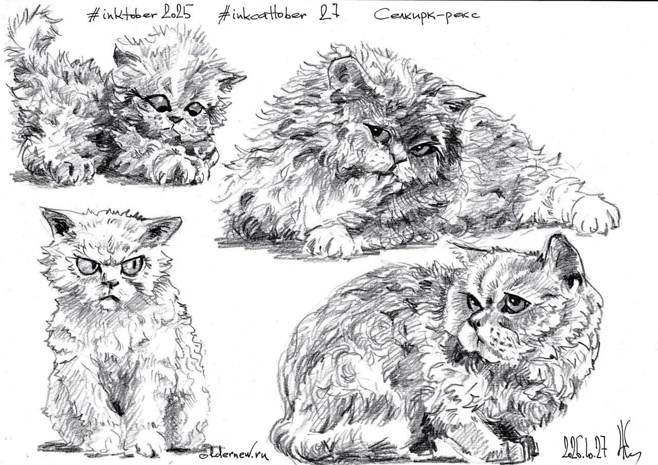 #inkcattober 27 — #Селкирк-рекс — порода кошек с волнистой, мягкой и «плюшевой» шерстью. Часто шуточно называется «кошка в овечьей шубе» из-за густых, завитых локонов. Окрас любой.
.
Карандаш
 | Сетка — социальная сеть от hh.ru