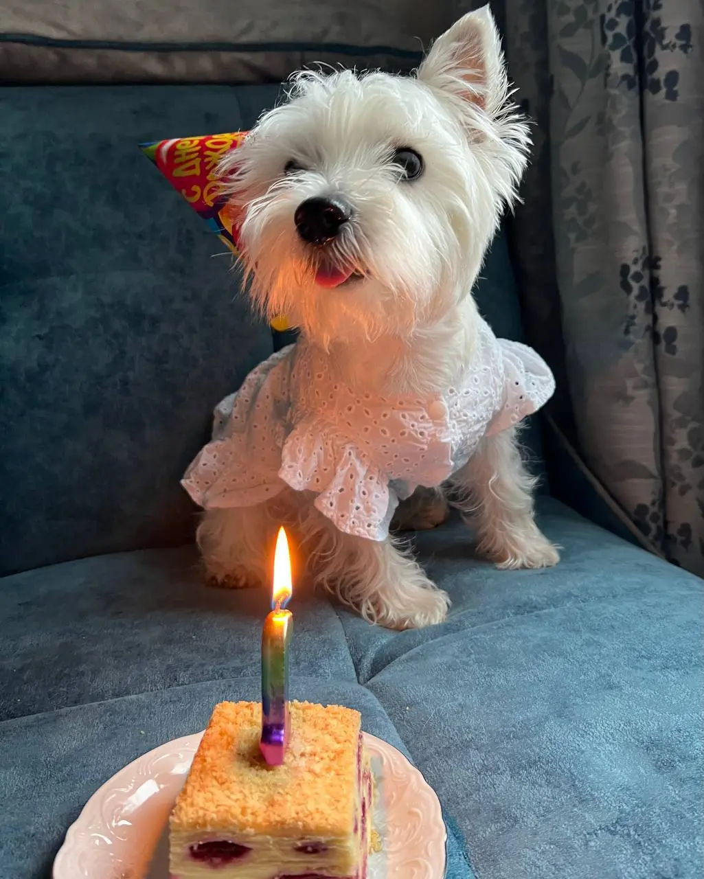 «Если это не любовь, 
То как мне объяснить словами? 
Что происходит между нами, 
Когда душа сливается с душой»
Я уже писала вам о предстоящем Дне рождения Персии 🍰 🍾
Если у вас тоже есть домашние звер... | Сетка — социальная сеть от hh.ru