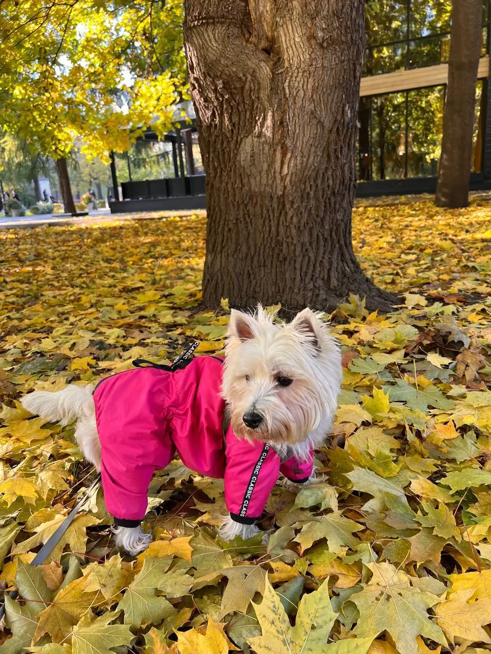«Если это не любовь, 
То как мне объяснить словами? 
Что происходит между нами, 
Когда душа сливается с душой»
Я уже писала вам о предстоящем Дне рождения Персии 🍰 🍾
Если у вас тоже есть домашние звер... | Сетка — социальная сеть от hh.ru