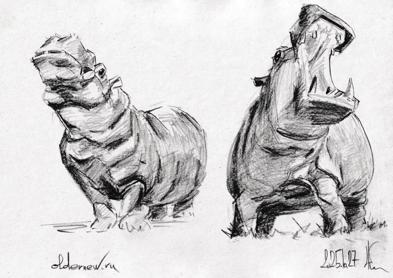 Вечерняя карандашная разминка. Точнее — угольная😎. На рефах эти животинки выглядели ну очень симпатично😊😊😇.
 #oldernewcoal #oldernewsketch #ondailyart #рисунок #уголь | Сетка — социальная сеть от hh.ru