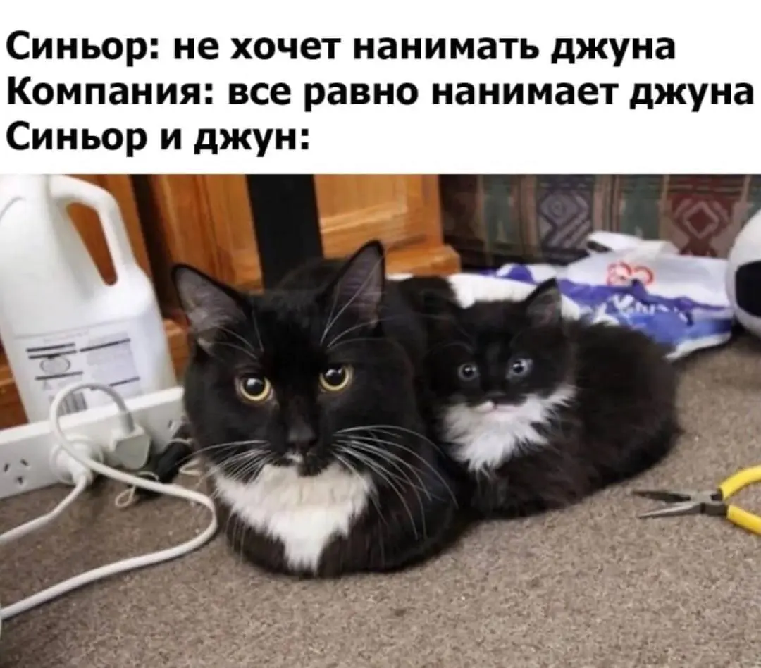 Джуны не нужны? | Сетка — социальная сеть от hh.ru