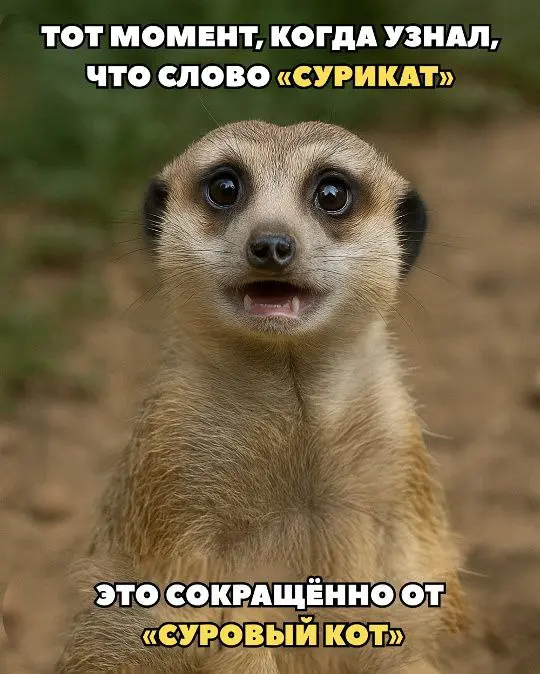 А как себя ведут ваши коты? У вас же надеюсь коты?! | Сетка — социальная сеть от hh.ru
