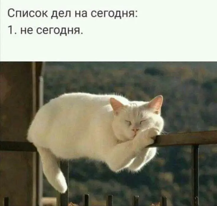 Идеальный план 😂😂
#Юмор@poldner #Коты@poldner | Сетка — социальная сеть от hh.ru