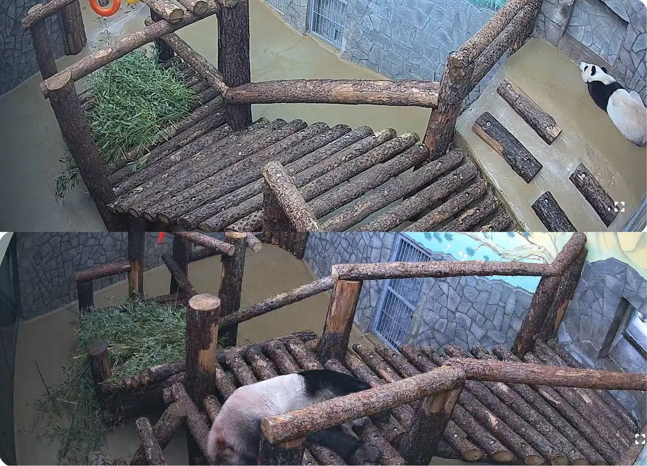 Наблюдаю за пандами через вебкамеры московского зоопарка🐼 | Сетка — социальная сеть от hh.ru