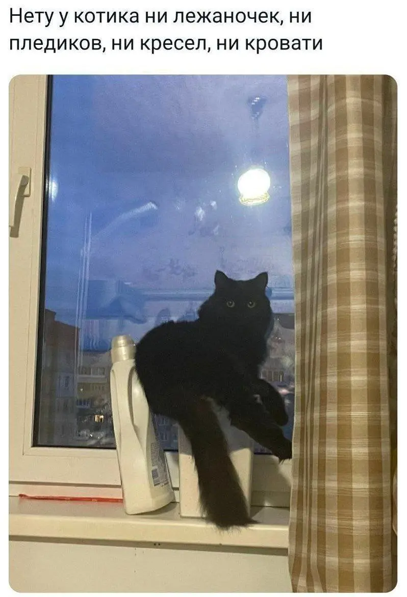 Бедный бедный бедный котик 😂😂😂
#Юмор@poldner #Коты@poldner | Сетка — социальная сеть от hh.ru