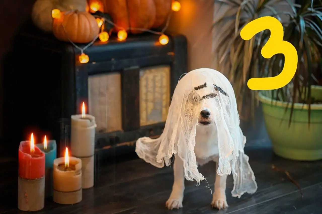 🎃 Голосование открыто!
👻 Все наши пушистики — ужасно прекрасны, но выбрать всё же нужно 🐾 Кому достанется титул самого милого монстра Хэллоуина и подарочная карта от магазина «Четыре лапы»?!
Смотрите ... | Сетка — социальная сеть от hh.ru