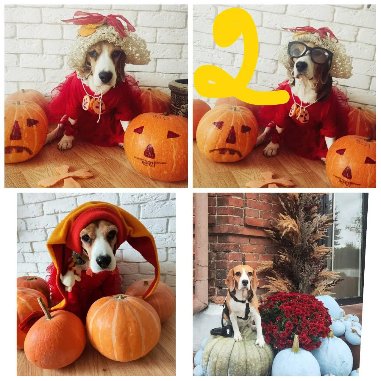🎃 Голосование открыто!
👻 Все наши пушистики — ужасно прекрасны, но выбрать всё же нужно 🐾 Кому достанется титул самого милого монстра Хэллоуина и подарочная карта от магазина «Четыре лапы»?!
Смотрите ... | Сетка — социальная сеть от hh.ru