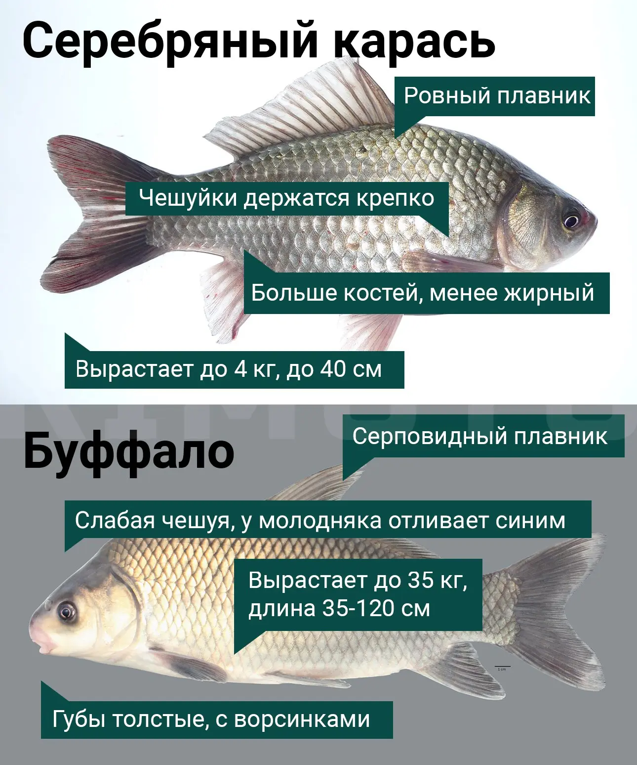 Это у вас не карась, а буффало!
Наглядно показываем, как отличить серебряного карася от буффало.
Как видите, разница достаточно существенная. Да и встретить буффало не так-то просто | Сетка — социальная сеть от hh.ru