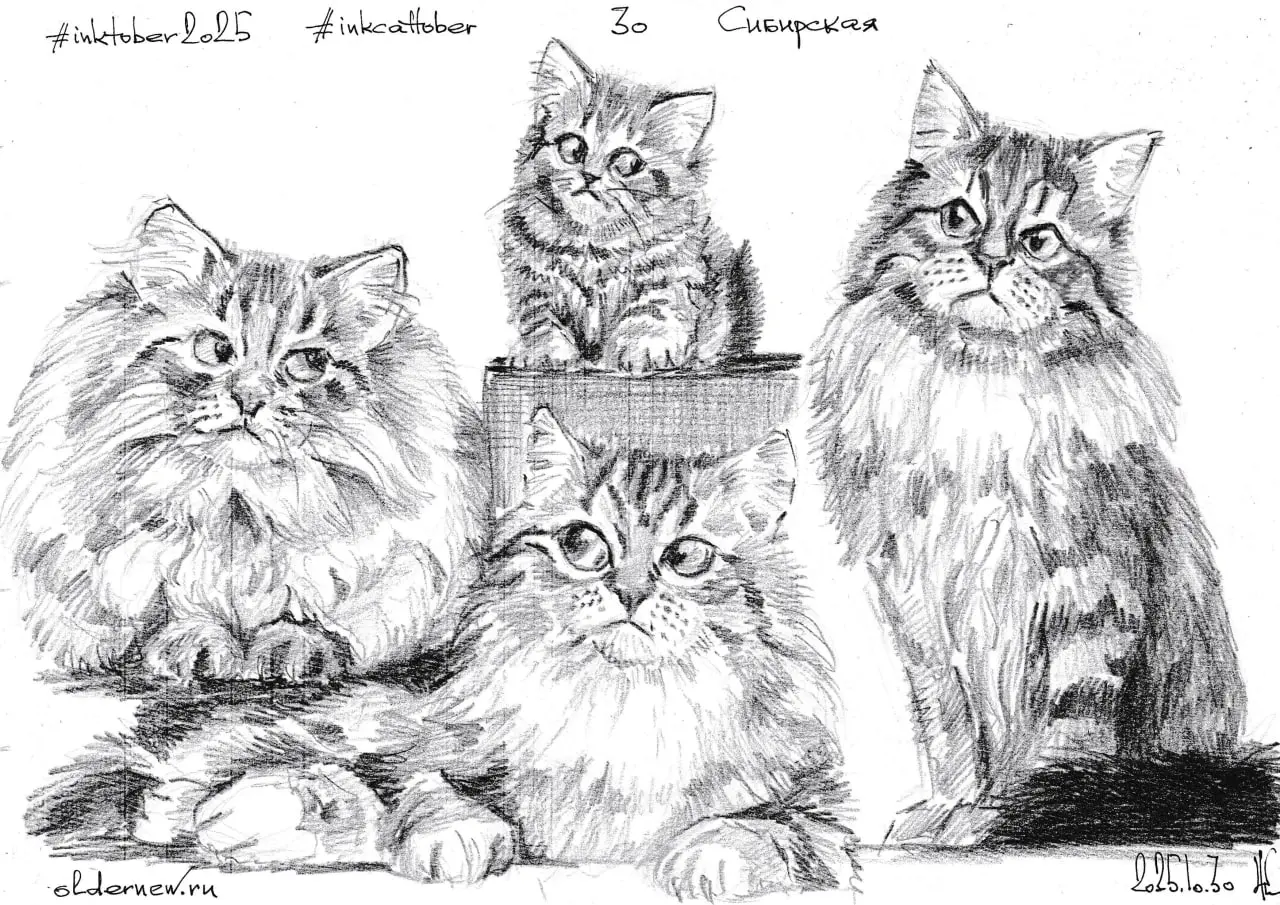 #inkcattober 30 — Сибирская кошка — порода российского происхождения, сформировавшаяся естественным путём в суровых климатических условиях Сибири | Сетка — социальная сеть от hh.ru