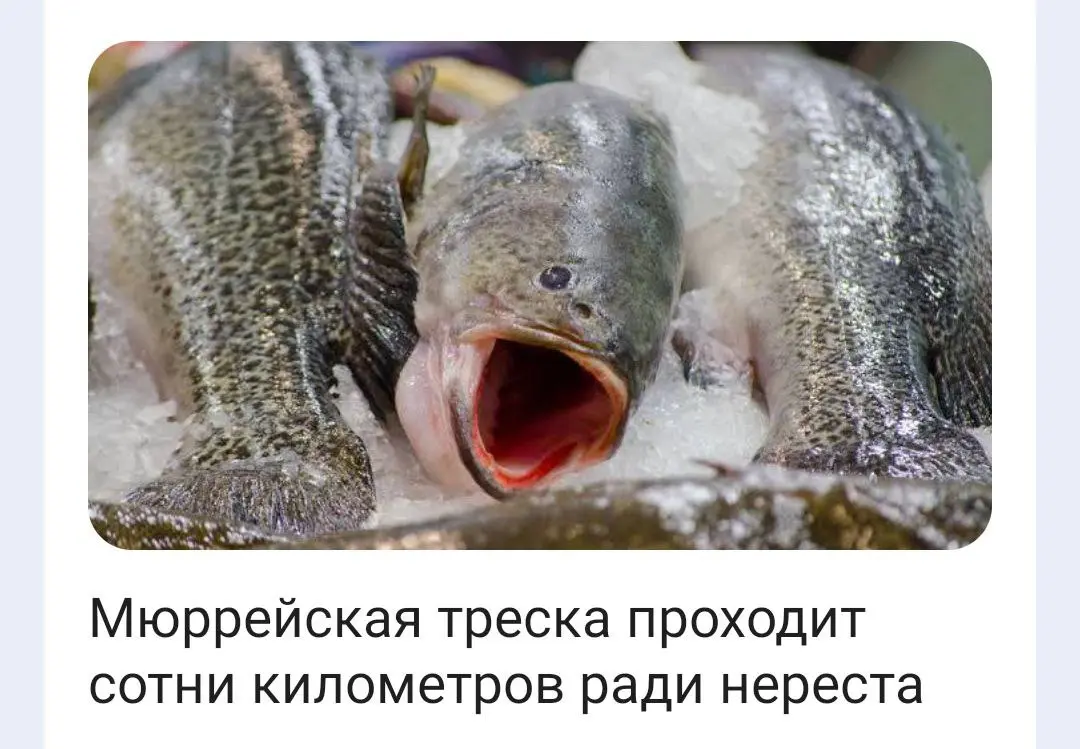 А что сделал ты ради карьеры? | Сетка — социальная сеть от hh.ru