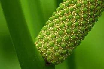 🌿☘️🌿☘️🌿☘️🌿☘️🌿☘️🌿☘️🌿☘️ПРИВЕТСТВУЮ ВСЕХ, ЖАЖДУЩИХ ЗДОРОВЬЯ И КРАСОТЫ! 👋
🌿СЕГОДНЯ Я ОТКРОЮ вам секрет дивного лесного дара, который станет вашим незаменимым помощником в зимнюю пору | Сетка — социальная сеть от hh.ru