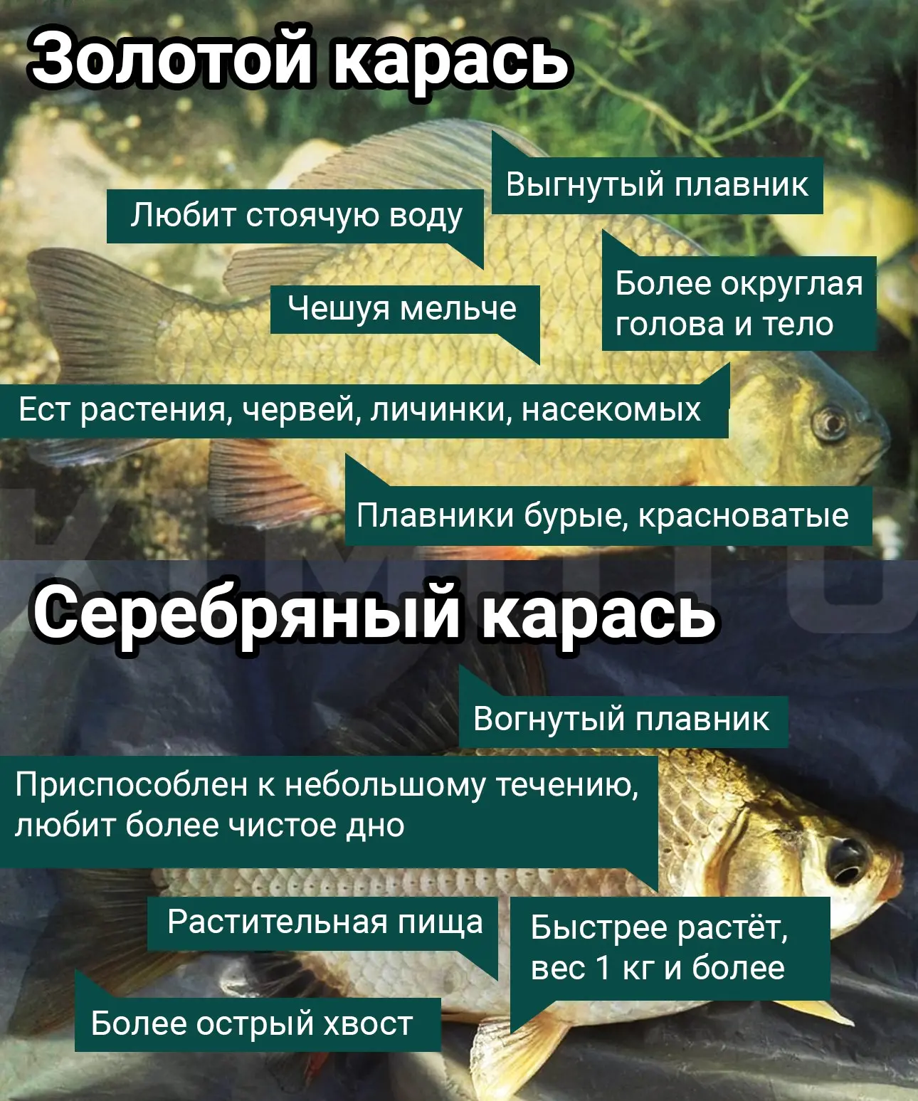 Золотой и серебряный карась: разбираемся кто есть кто
Основное различие этих двух рыб — это цвет чешуи. Но не только (см. картинку) | Сетка — социальная сеть от hh.ru