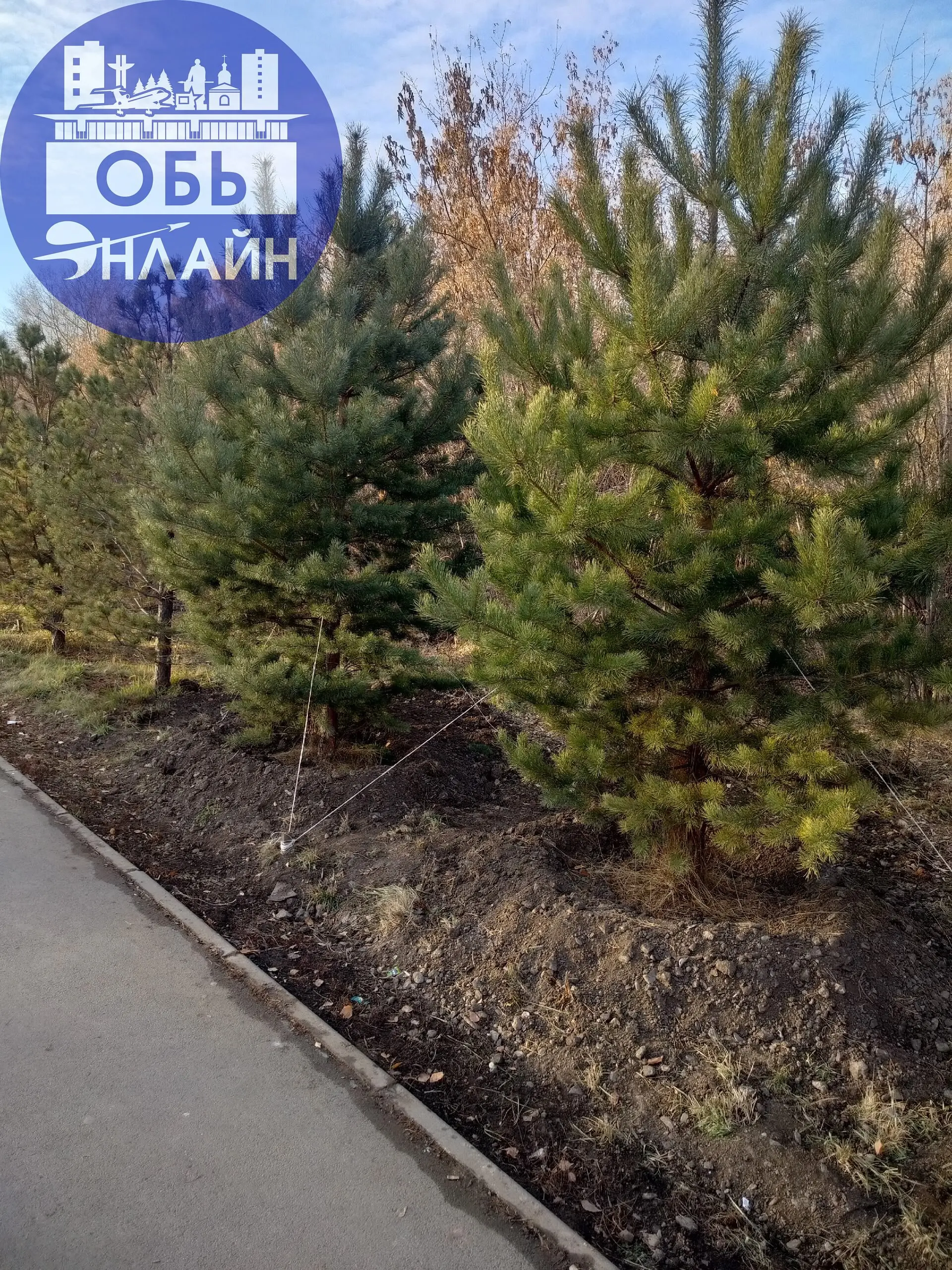 ↗ Спасибо всем причастным 🤝, кто заменил деревья, которые не прижились 🎄🎄🎄 вдоль тропинки к Аэрофлоту🤗✨
vk.ru
Подробнее на https://vk.com/ob.gorod
#городобь #городобьонлайн #толмачево | Сетка — социальная сеть от hh.ru