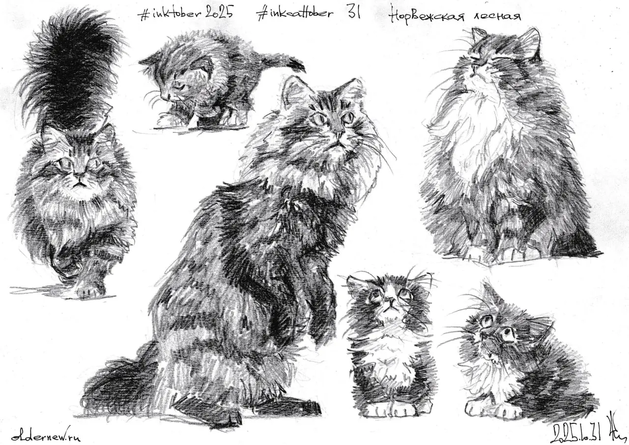 #inkcattober 31 — Норвежская лесная кошка (скогкатт) — крупная полудлинношёрстная порода, происходящая из суровых регионов Скандинавии. Сформировалась естественным путём без вмешательства человека | Сетка — социальная сеть от hh.ru