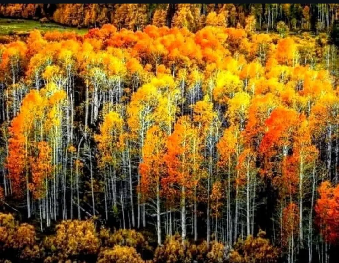 🍀Природа‑целительница
в Железноводске: вдохните здоровье полной грудью!  
Знаете, почему прогулки по лесам Железноводска так заряжают энергией? Всё дело в «лечебных» деревьях, которые окружают нас!  
... | Сетка — социальная сеть от hh.ru