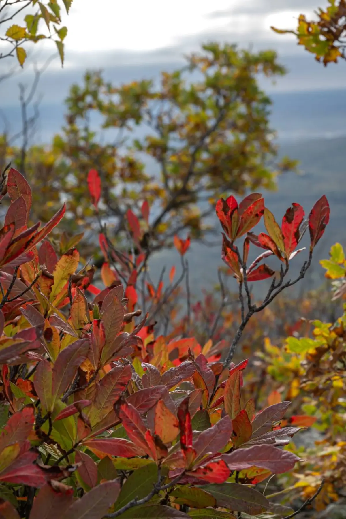 🍀Природа‑целительница
в Железноводске: вдохните здоровье полной грудью!  
Знаете, почему прогулки по лесам Железноводска так заряжают энергией? Всё дело в «лечебных» деревьях, которые окружают нас!  
... | Сетка — социальная сеть от hh.ru