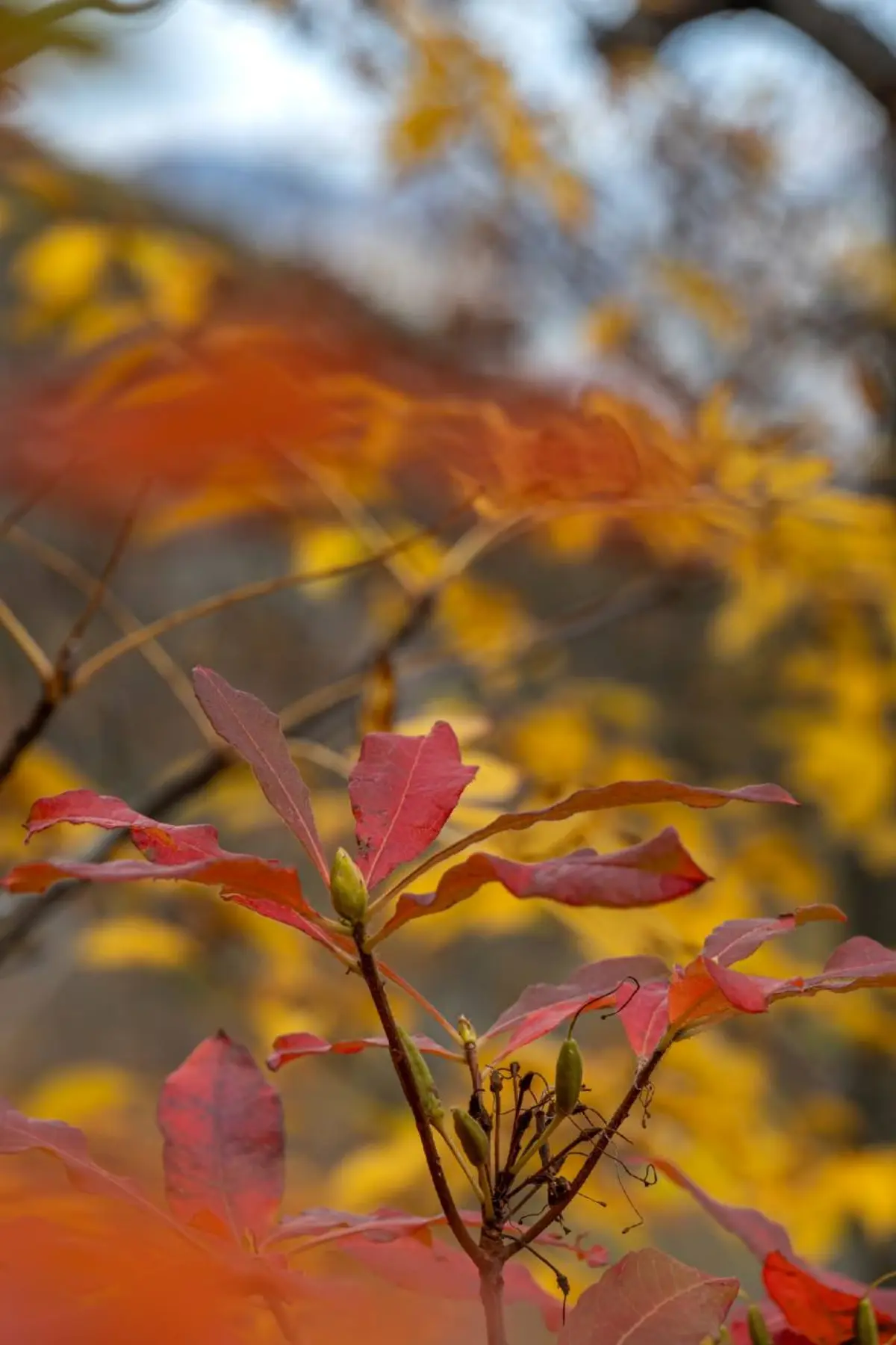 🍀Природа‑целительница
в Железноводске: вдохните здоровье полной грудью!  
Знаете, почему прогулки по лесам Железноводска так заряжают энергией? Всё дело в «лечебных» деревьях, которые окружают нас!  
... | Сетка — социальная сеть от hh.ru
