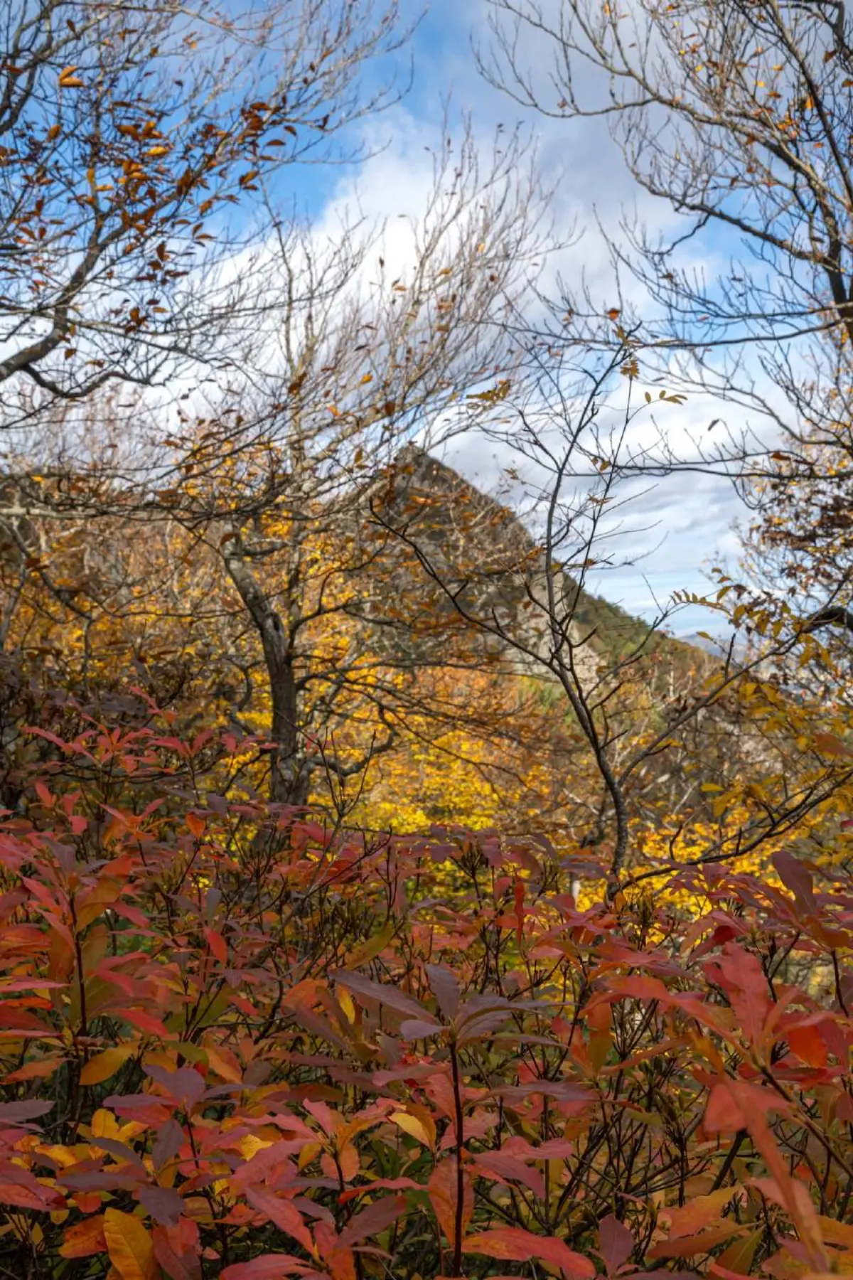🍀Природа‑целительница
в Железноводске: вдохните здоровье полной грудью!  
Знаете, почему прогулки по лесам Железноводска так заряжают энергией? Всё дело в «лечебных» деревьях, которые окружают нас!  
... | Сетка — социальная сеть от hh.ru