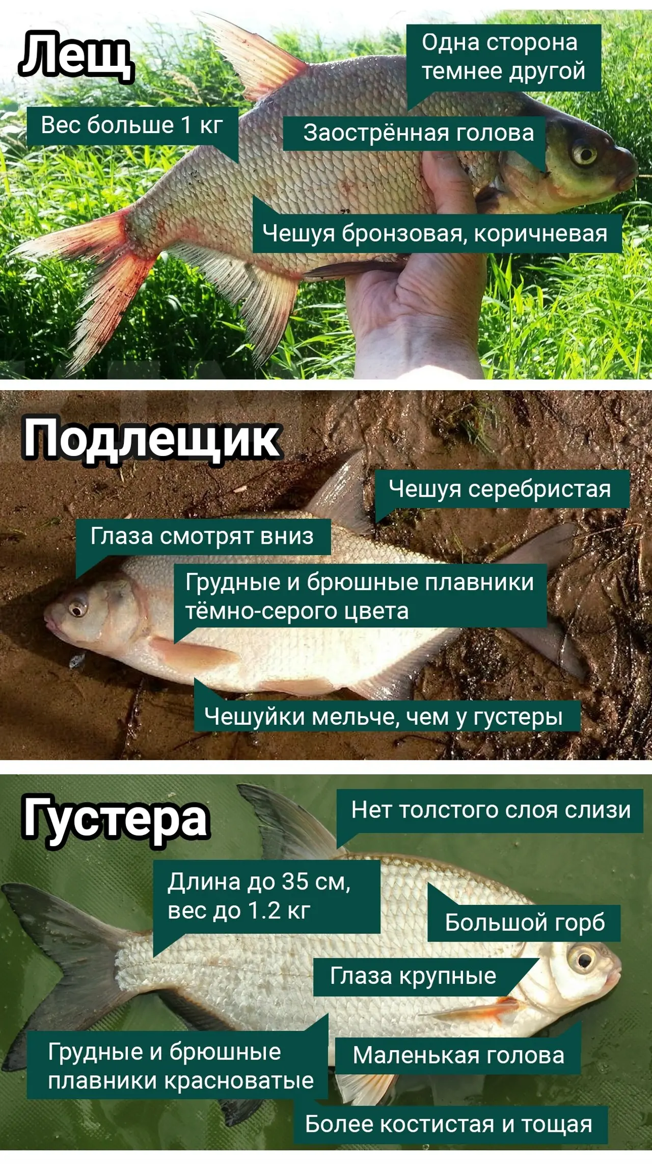 Лещ, подлещик и густера: ищем отличия и разбираемся, кто есть кто.
Кстати, вопрос: с какого веса для вас начинается лещ, а когда — ещё подлещик?) | Сетка — социальная сеть от hh.ru