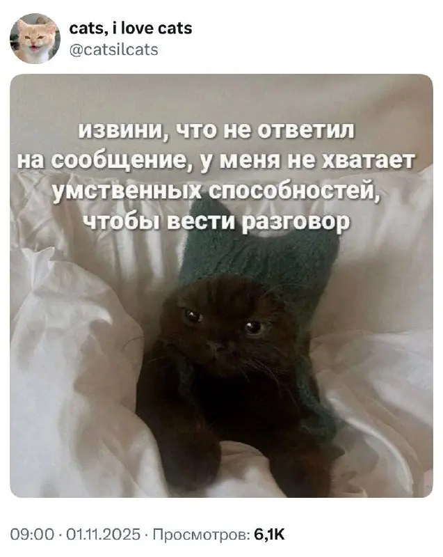 #cats #life | Сетка — социальная сеть от hh.ru