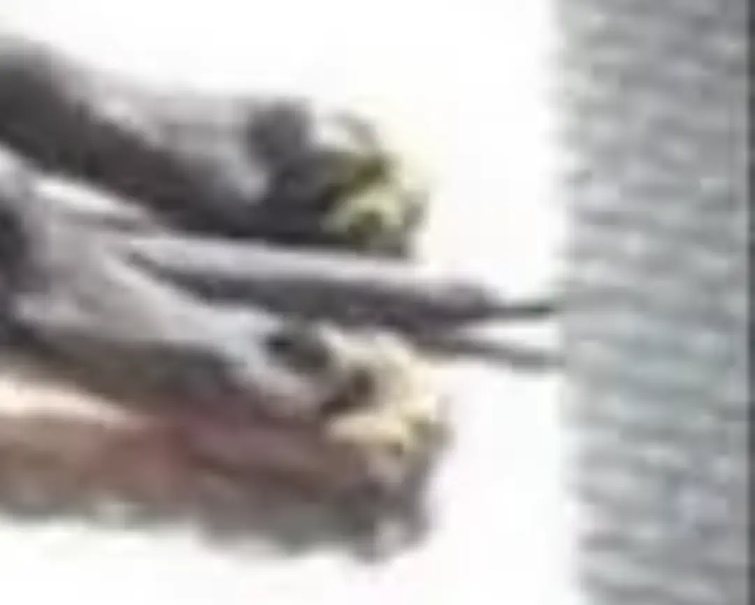 comment image