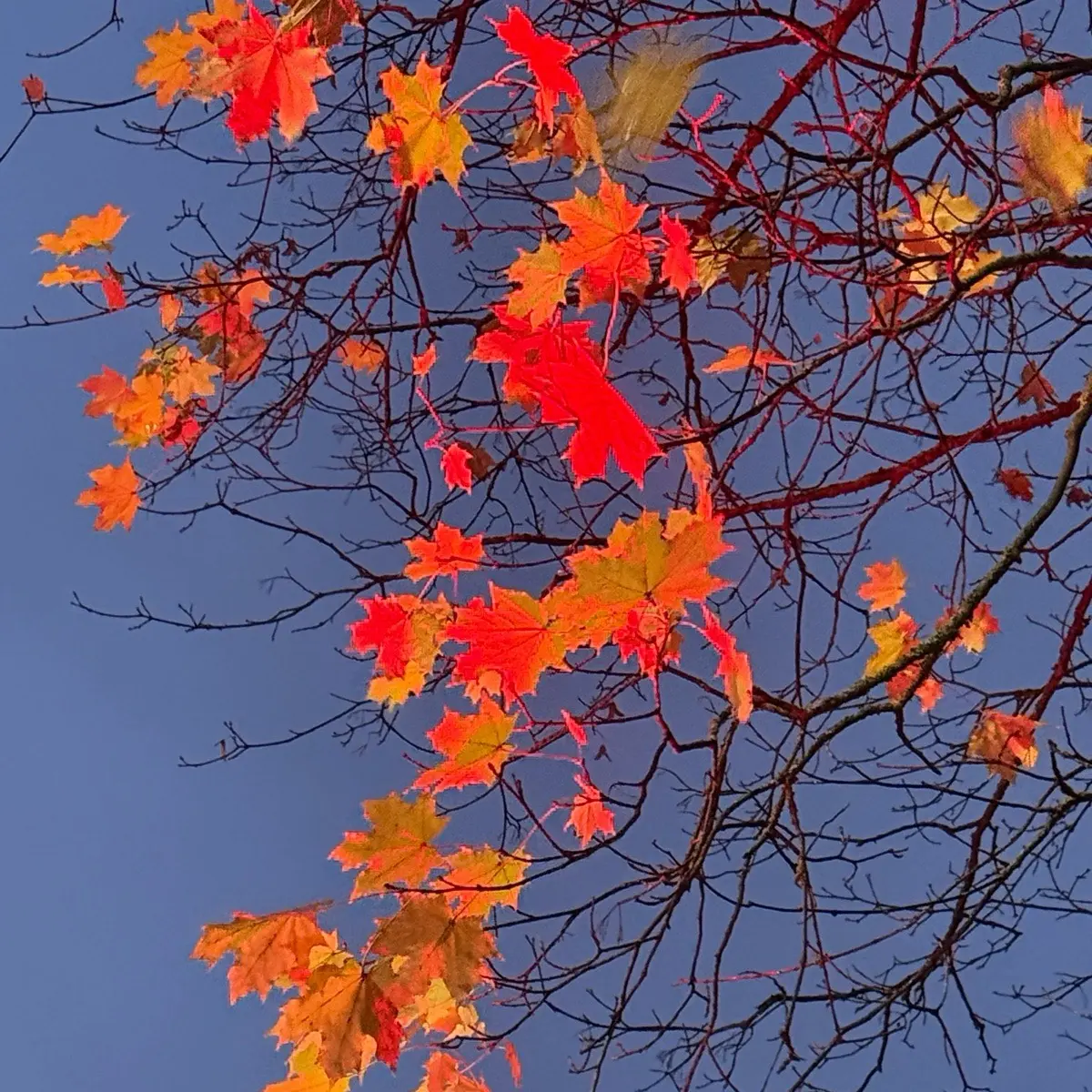 Катерина Касаткина