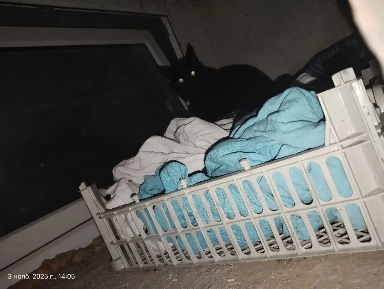 Зимняя резиденция для котиков. Окно выходит в котельную в подвале. Можно наблюдать за перепелками. Вход с улицы из-под крыльца. Кормить можно прямо из подвала | Сетка — социальная сеть от hh.ru