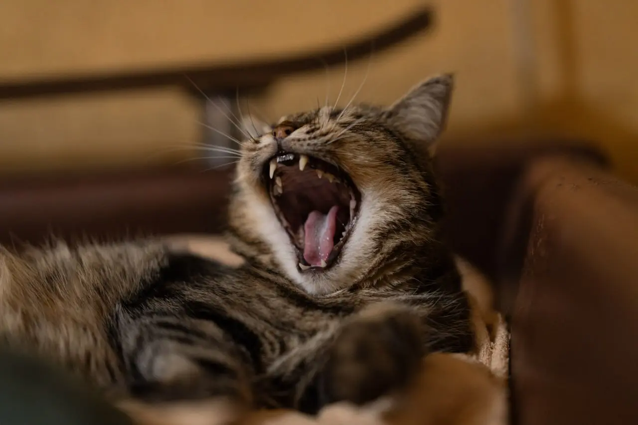 Ну допустим, МЯУ!😼 | Сетка — социальная сеть от hh.ru