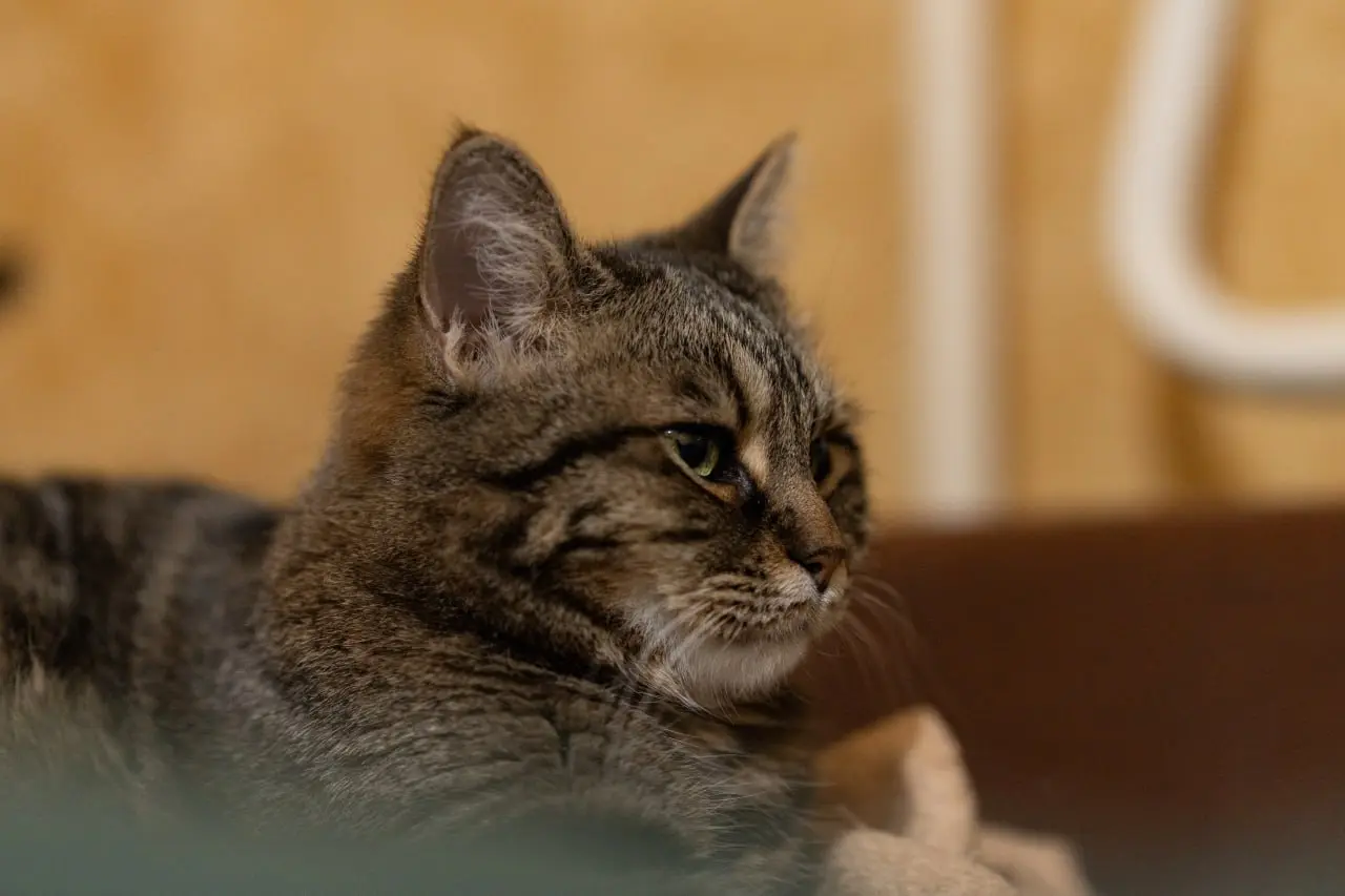Ну допустим, МЯУ!😼 | Сетка — социальная сеть от hh.ru
