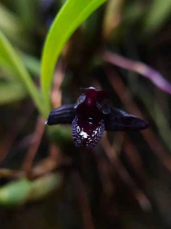 😱Орхидея-вампир цветет в Аптекарском огороде
В Пальмовой оранжерее расцвела редкая орхидея Дракула химера — черно-пурпурные лепестки с кроваво-розовыми прожилками напоминают мордочку летучей мыши | Сетка — социальная сеть от hh.ru