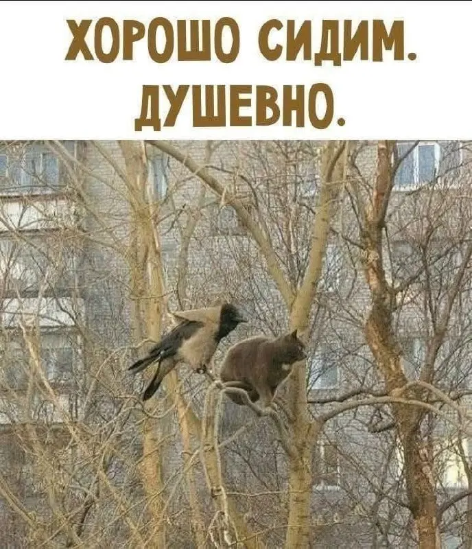 Новый формат планерок 😂
От любимого клиента Валентины ❤️
#Юмор@poldner #Коты@poldner | Сетка — социальная сеть от hh.ru
