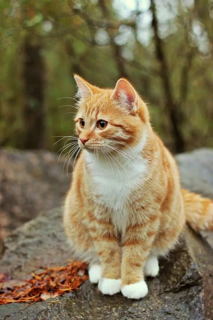 🐈 Фестиваль «Собаки, которые любят…и котики!»
16 ноября 12:00-17:00
В программе:
🐾 общение с хвостиками
🐾 мастер-классы
🐾 консультации специалистов
🐾 благотворительный маркет
🐾 сбор корма, игрушек
Под... | Сетка — социальная сеть от hh.ru