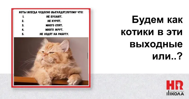 Будь как котик, хотя бы в половине списка и красоты точно прибавится! ⁉️Вы себе какие пункты из выбираете? Мы, пожалуй, на работу не пойдем, а там видно будет😊. | Сетка — социальная сеть от hh.ru