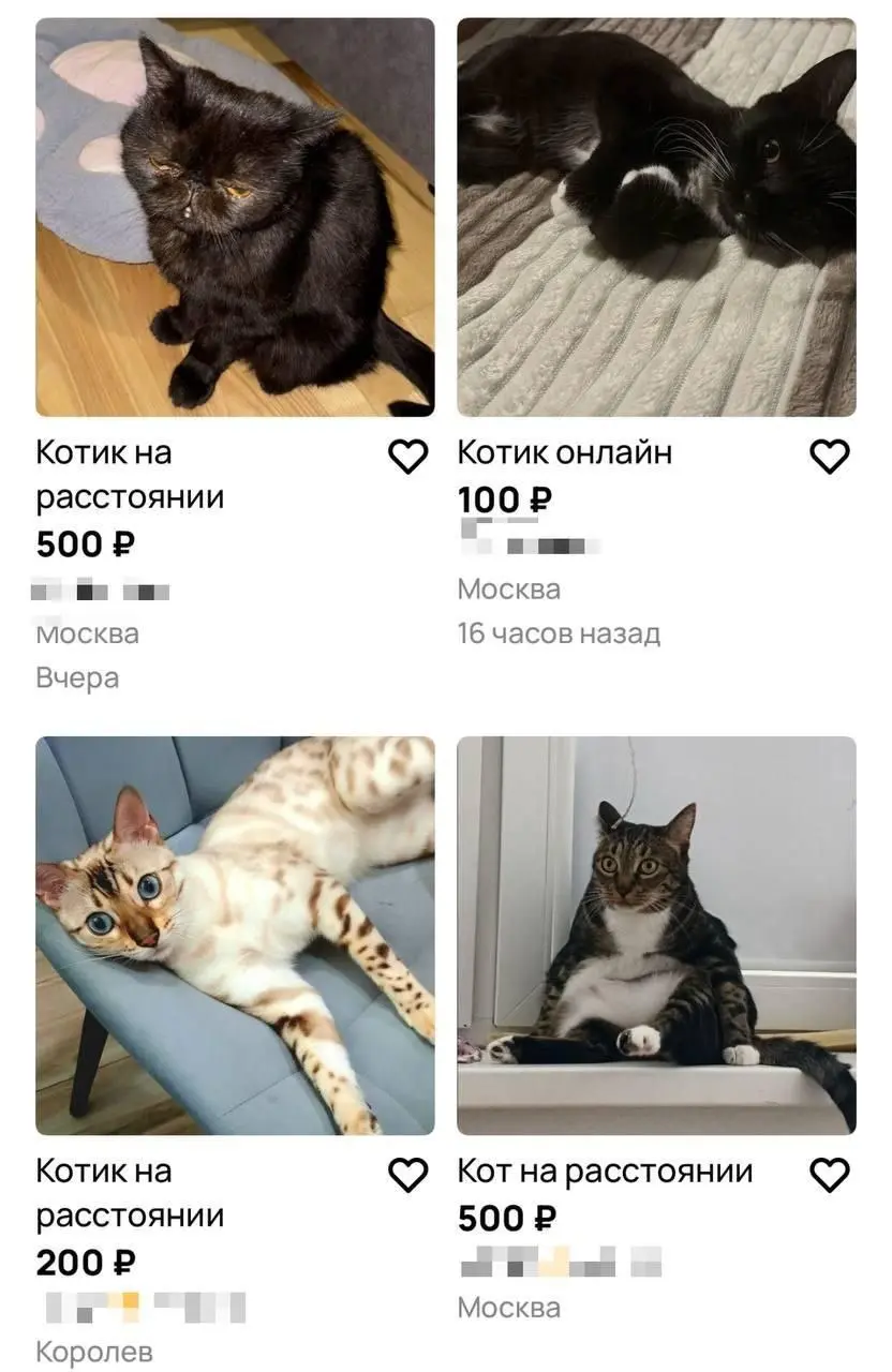 В Москве всё больше набирает популярность услуга «кот на расстоянии»
Владельцы животных предлагают фото и видео со своими питомцами, некоторые даже готовы записывать персональное мурлыкание
#История@p... | Сетка — социальная сеть от hh.ru