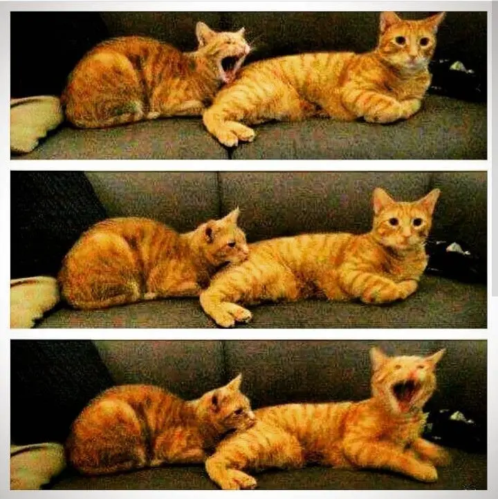 Бэн Рэйн «Зачем мозгу нужны друзья» - обзор книги | Сетка — социальная сеть от hh.ru