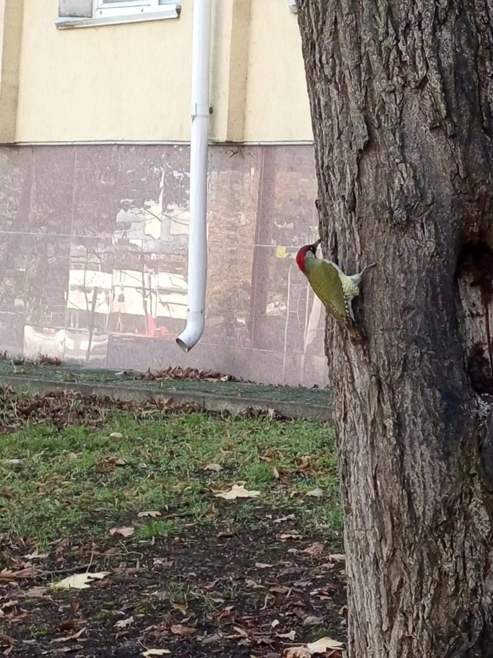 🐦 Редкий зелёный дятел замечен в Ставрополе
В отличие от других видов дятлов зеленые добывают еду в основном из земли и практически не долбят деревья
📲 Что-то на Ставропольском в MAX | Сетка — социальная сеть от hh.ru