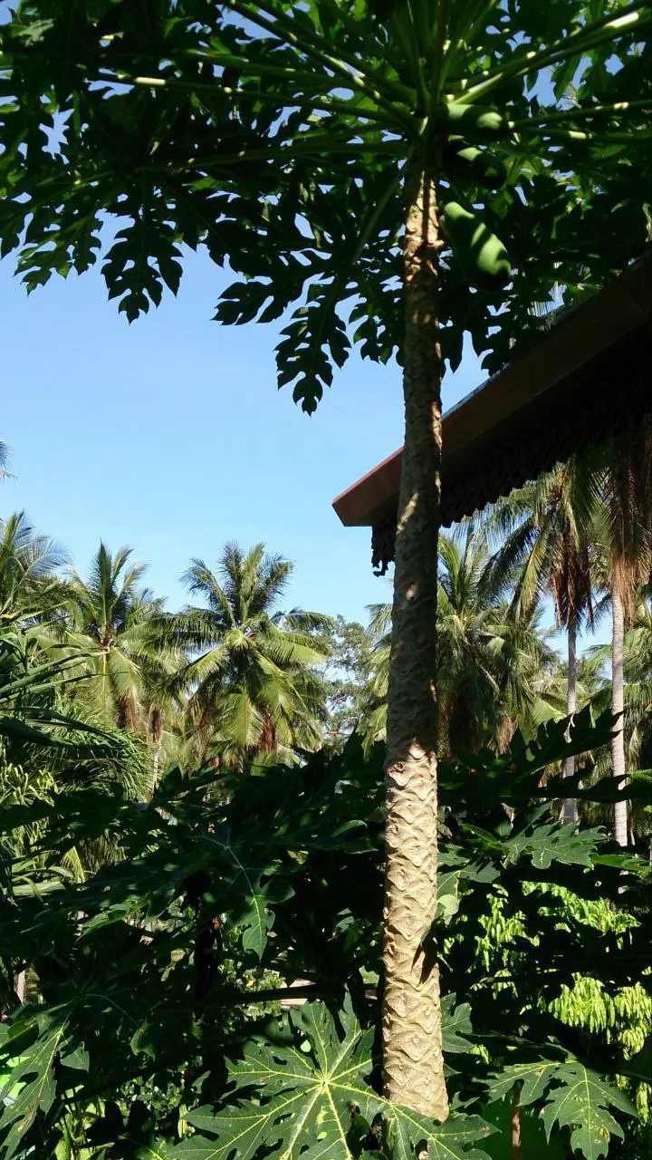 🌴 ТАЙСКИЙ ДОМ И ОКРЕСТНОСТИ
Наконец, приехали к дому. Он довольно большой, 2 уровня. Все жилое наверху. Нас встретили 2 собаки неопознанной породы. Между прочим, одна из них за месяц двух змей поймала | Сетка — социальная сеть от hh.ru