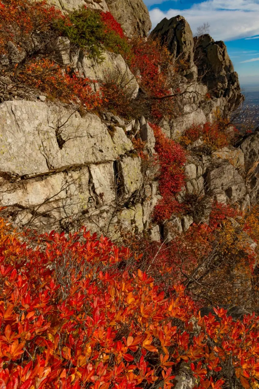 Осенний рододендрон на горе Бештау
📸 Елена Брежицкая | Сетка — социальная сеть от hh.ru