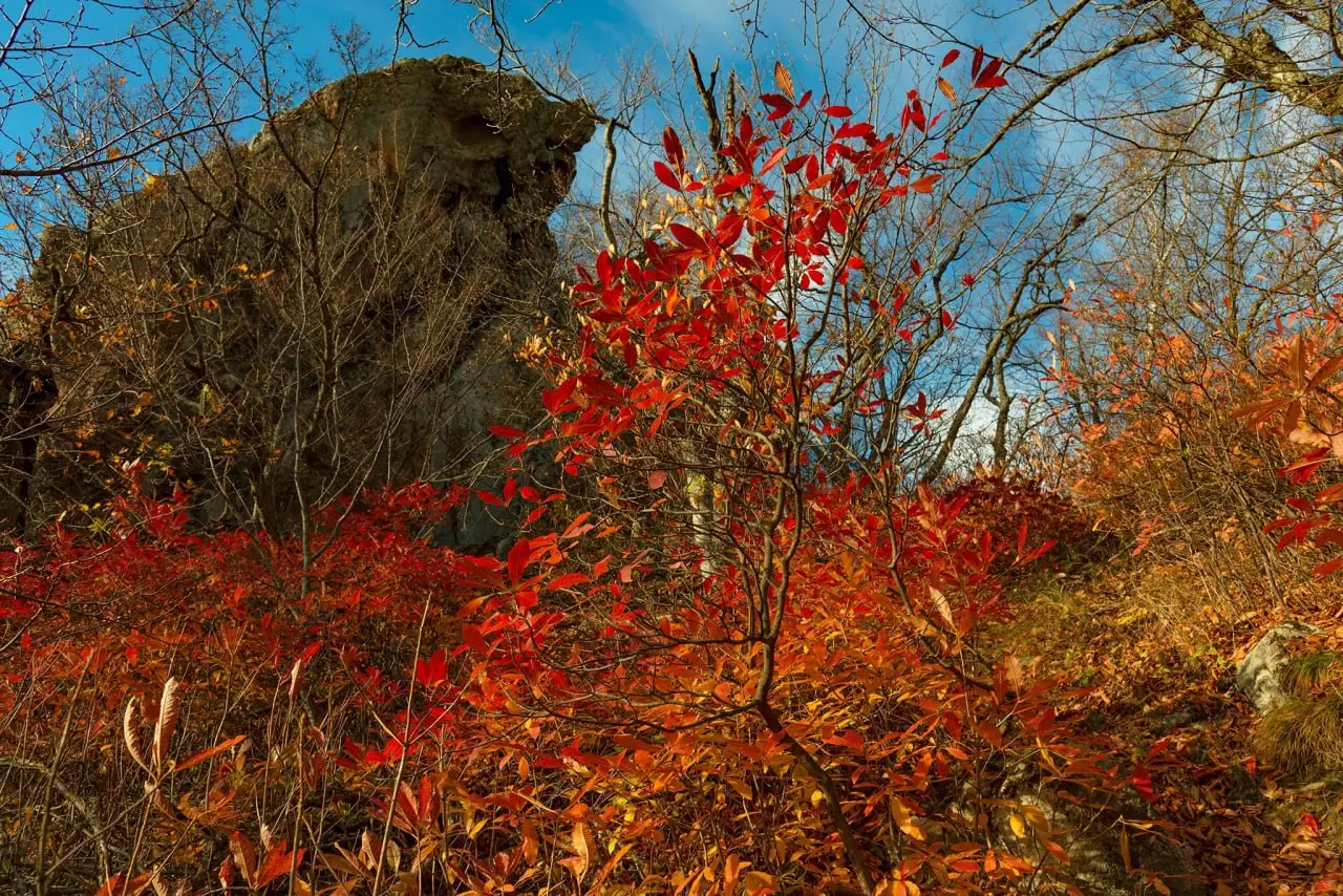 Осенний рододендрон на горе Бештау
📸 Елена Брежицкая | Сетка — социальная сеть от hh.ru