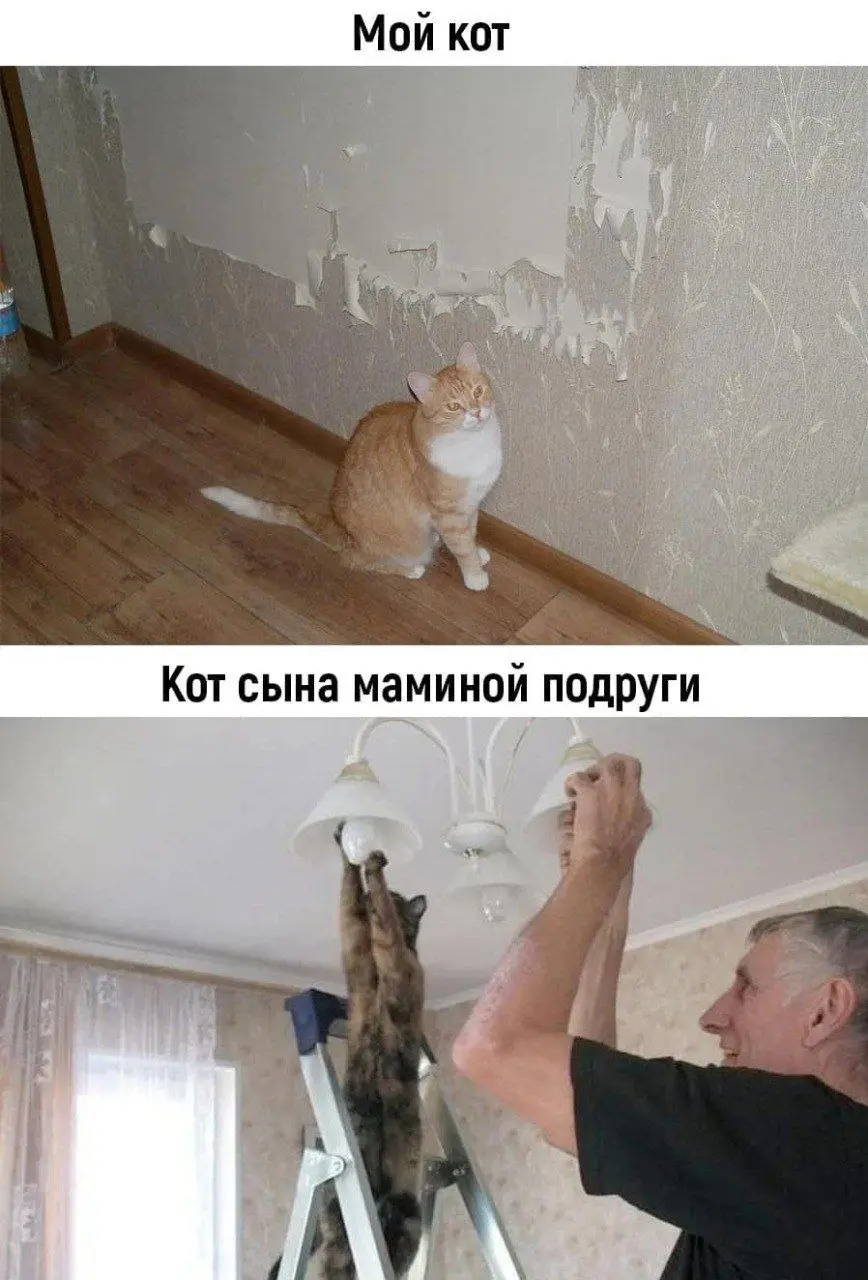 Кто узнал котов и/или себя ? 😂😂😂
От любимого клиента Александра ❤️
#Юмор@poldner #Коты@poldner | Сетка — социальная сеть от hh.ru
