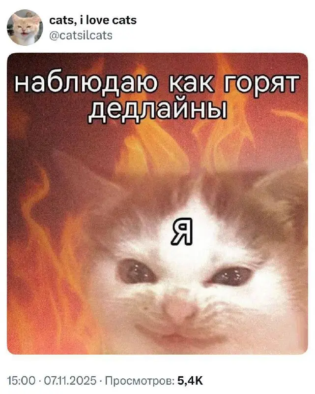 #cats #work | Сетка — социальная сеть от hh.ru