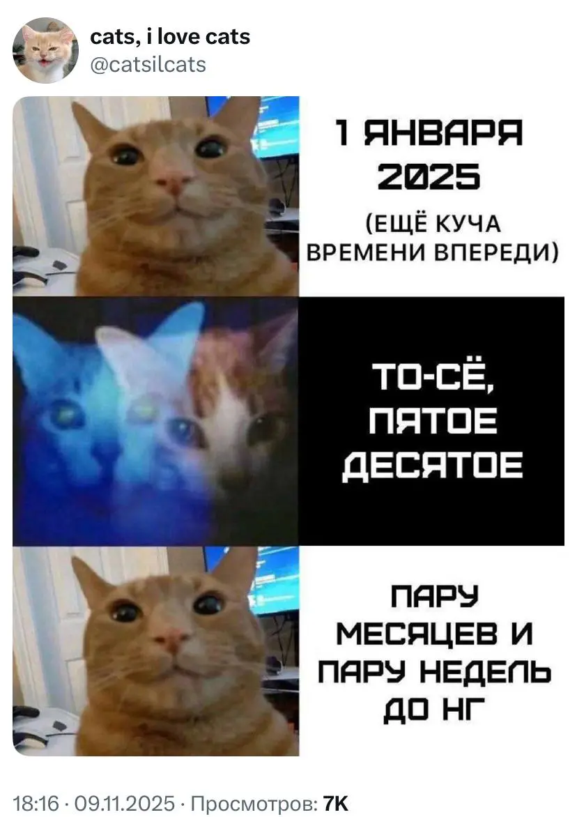 #true #cats | Сетка — социальная сеть от hh.ru