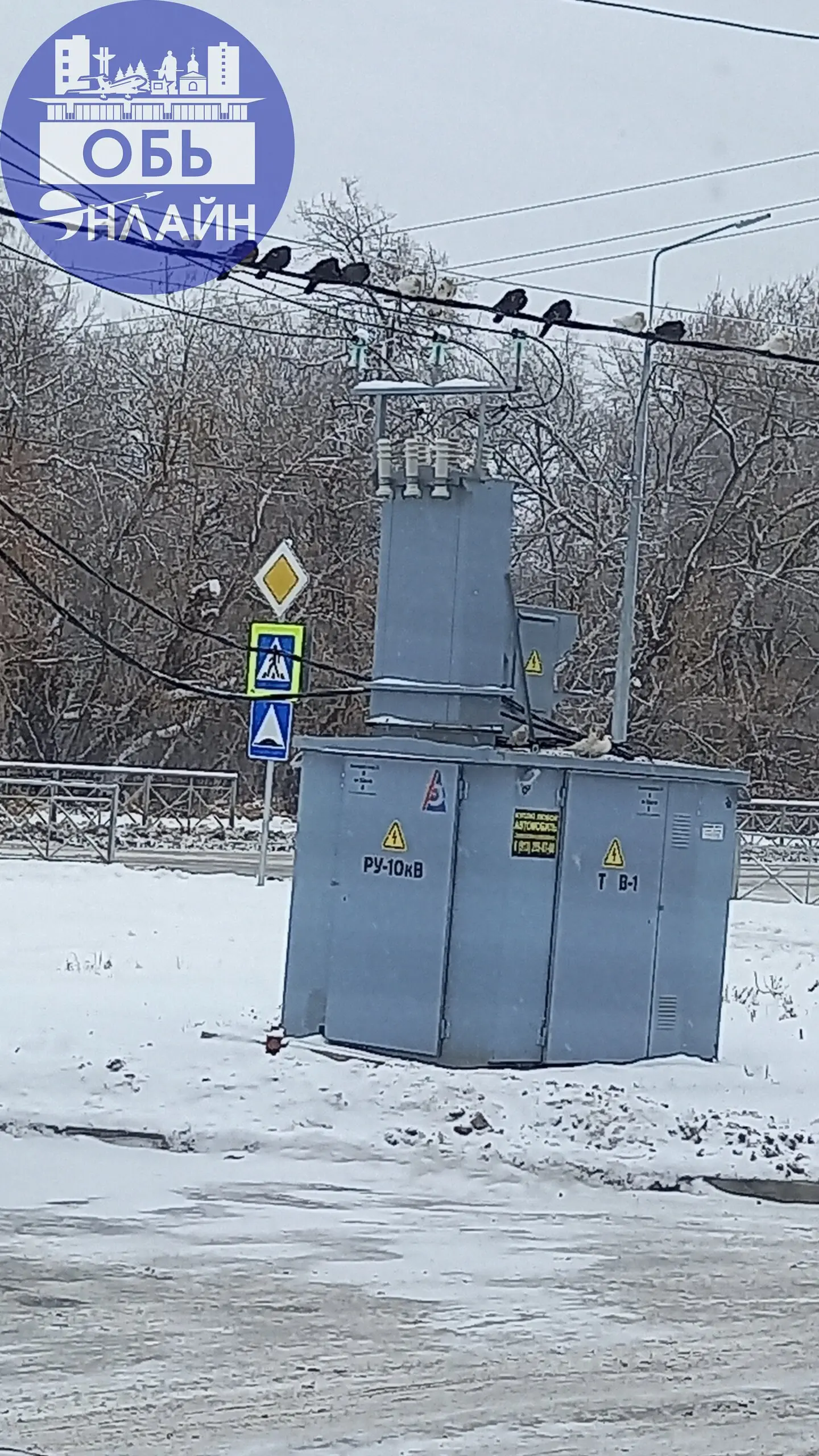 ↗ Очередная ,,добрая,, душа обрела несчастных на погибель! Привезли домашних голубей к ,,Домоцентру,, на машине в сетке и просто выбросили!!!
vk.ru
Подробнее на https://vk.com/ob | Сетка — социальная сеть от hh.ru