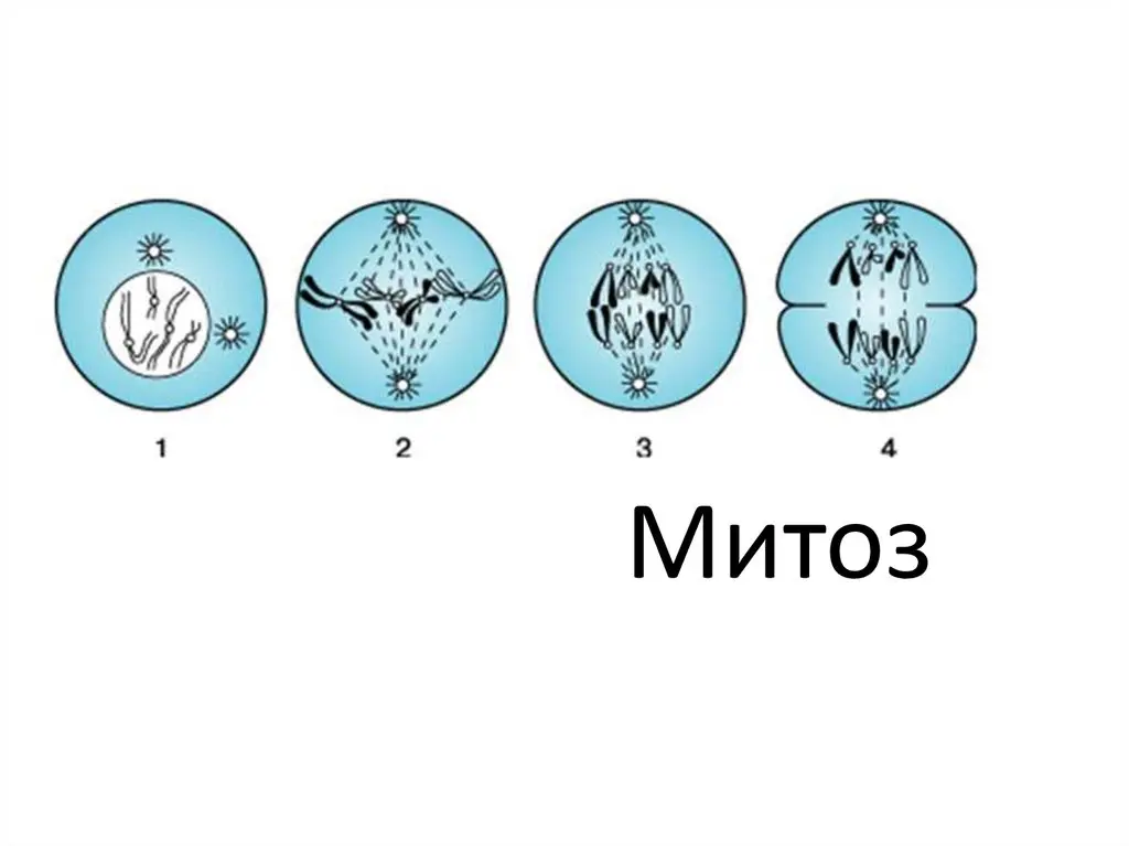 Митоз - драматичная история тела и яркое занятие для детей | Сетка — социальная сеть от hh.ru