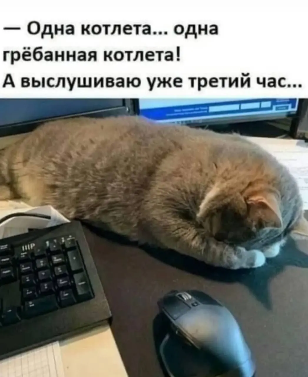 Кто узнал себя ? В котике или владельце котлеты 😂
#Юмор@poldner #Коты@poldner | Сетка — социальная сеть от hh.ru