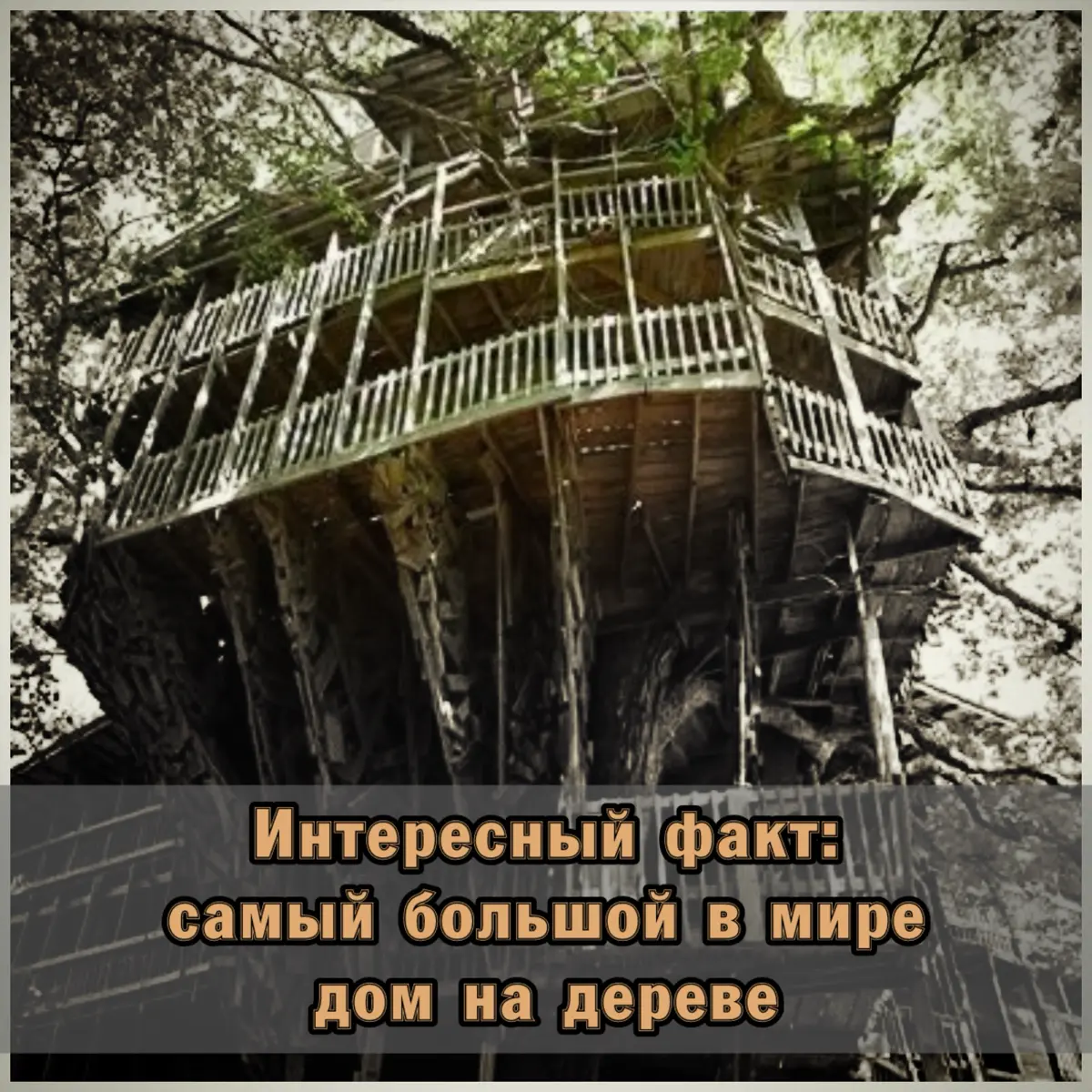 ⭐️ Многие из нас в детстве мечтали о своём домике на дереве | Сетка — социальная сеть от hh.ru